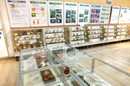キノココーナーの展示