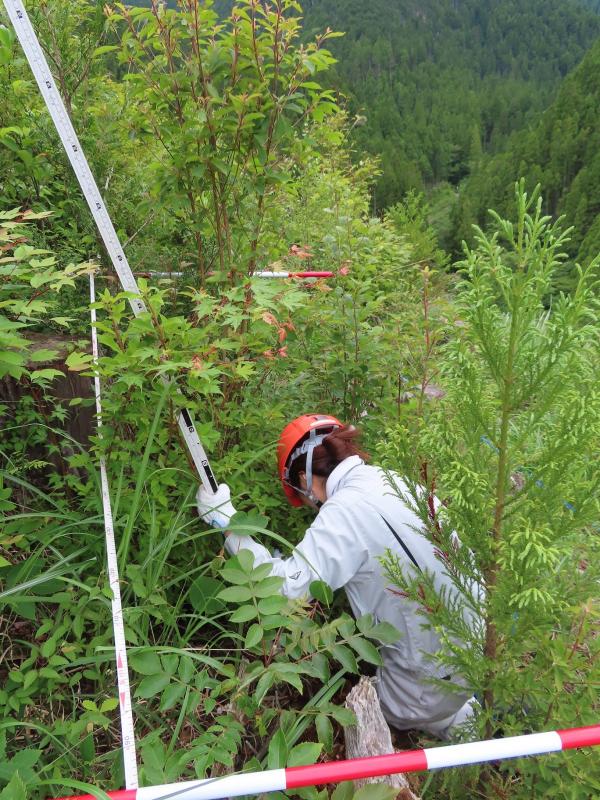 雑草木のサイズ計測