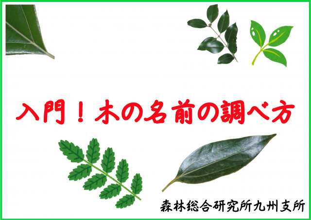 入門！木の名前の調べ方