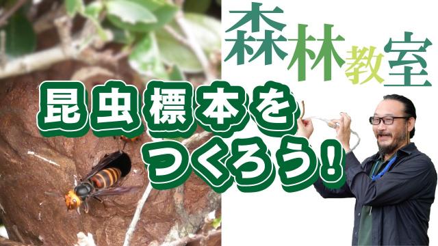 昆虫標本をつくろう！