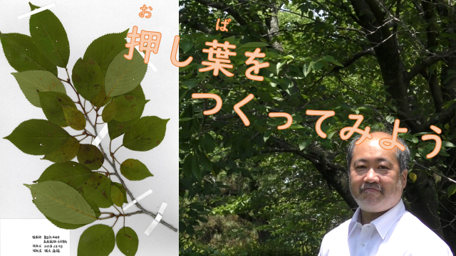 押し葉をつくってみよう
