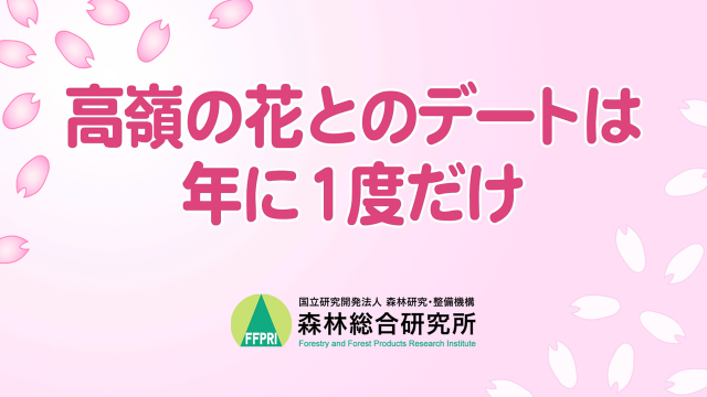 高嶺の花とのデートは年に1度だけ