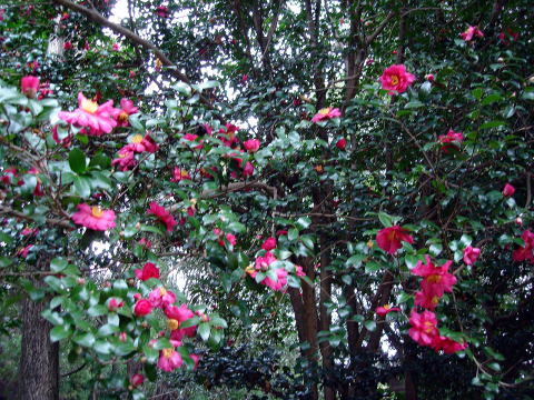 ツバキ_花
