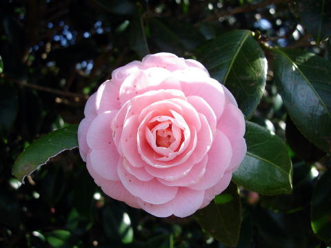 オトメツバキ_花