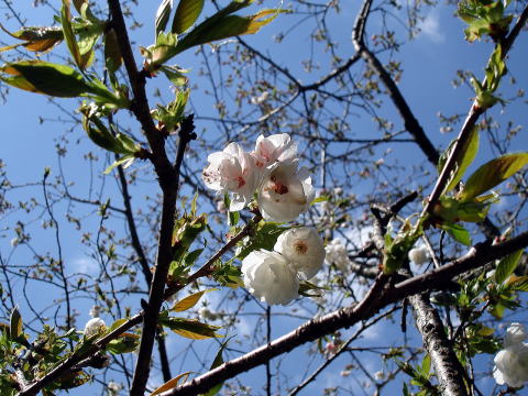 アマヤドリ_花