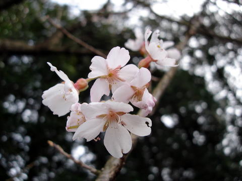 エドヒガン_花