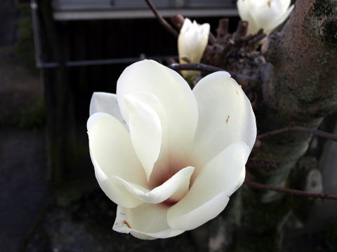ハクモクレン_花