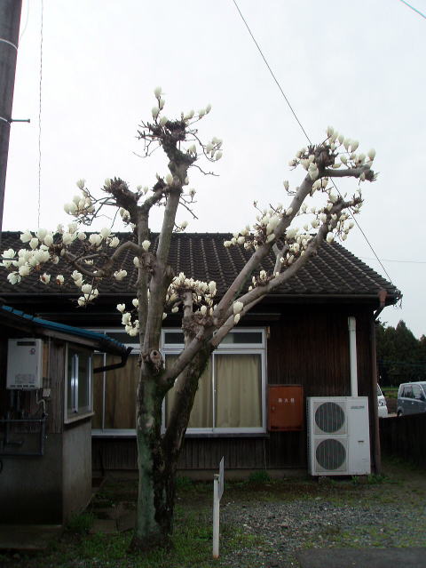 ハクモクレン_木
