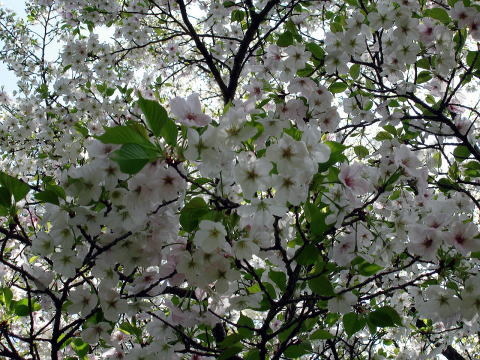 イズヨシノ_花
