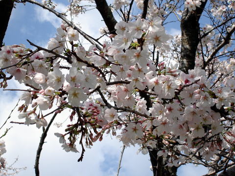 ソメイヨシノ_花
