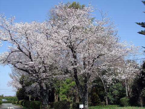 ソメイヨシノ_木