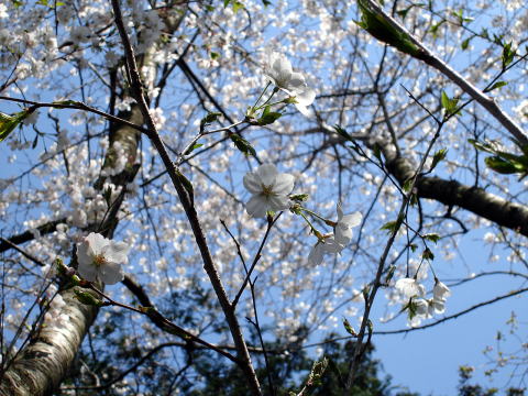 スルガダイニオイ_花