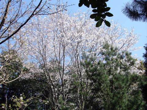 スルガダイニオイ_木