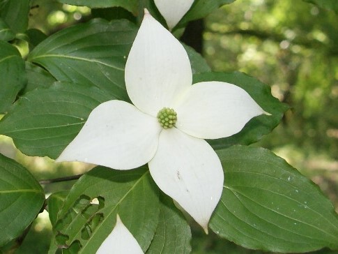 ヤマボウシ_花_拡大