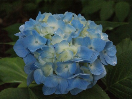 アジサイ_花_青