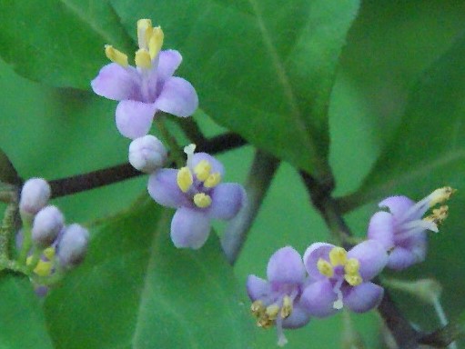 ムラサキシキブ_花_アップ