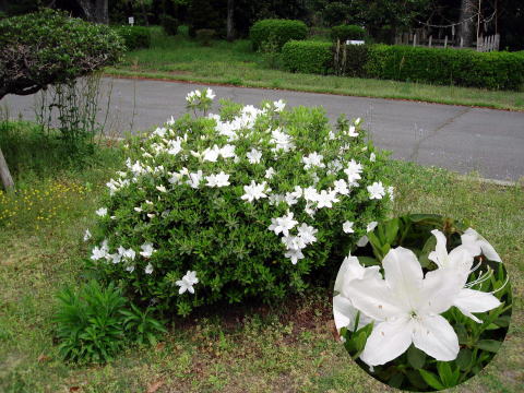 サツキツツジ_白_花