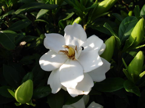 ヤエクチナシ_花