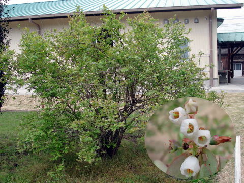 ブルーベリー