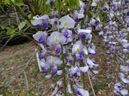 フジ_花