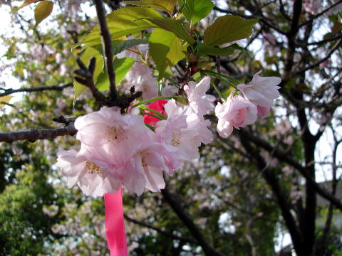 カンザシザクラ_花