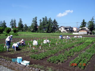 20060726_接種_接種の様子
