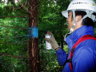 20060922_検定林調査_ペンキ