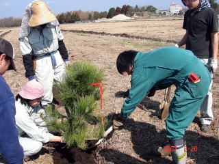 20070228_クロマツ_固定