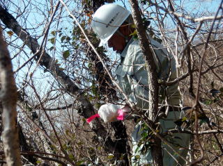20070307_対馬_ヒトツバタゴ選木