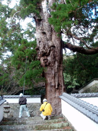 20070307_対馬_万松院スギ
