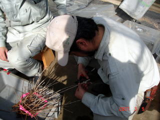20070307_対馬_挿し穂を切る