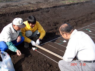 20070328_まき付け_点付け