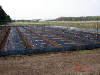 20070328_まき付け_日覆い