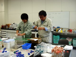 20070515_培養_ジャガイモ培地