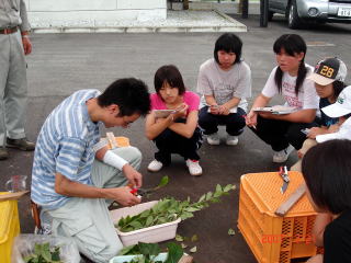 2007021_柏陵_さし木