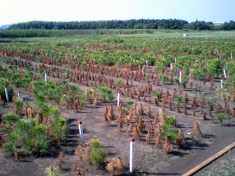 20070725_接種_8週間後