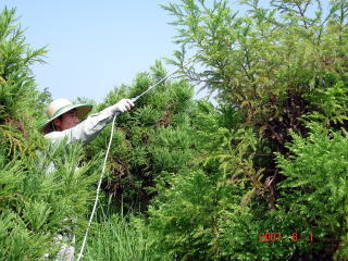 20070809_ジベレリン_散布1