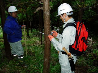 20070914_検定林_直径
