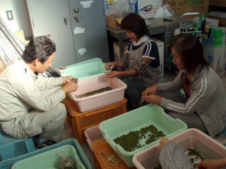 20071026_種子_雑居物除去