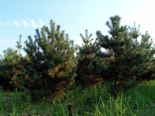 20071026_種子_採種園