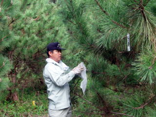 20071026_種子_採取の様子_1