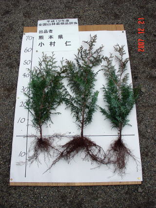 20071221_苗畑合同審査_代表的な苗