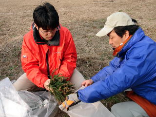 20080214_花粉_グラシン袋