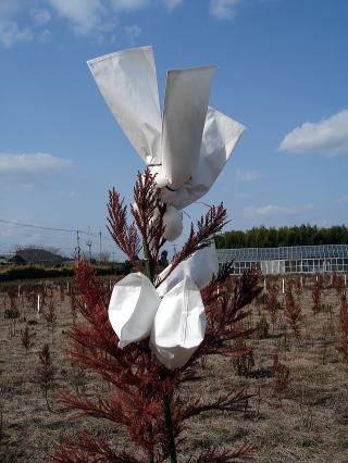 20080214_花粉_袋かけ_1