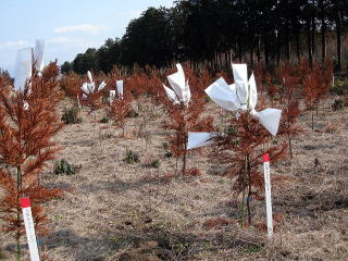 20080214_花粉_袋かけ_2