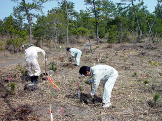 20080302_植樹_宮崎_植栽
