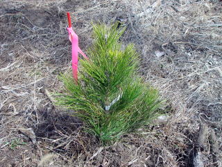 20080302_植樹_宮崎_苗木