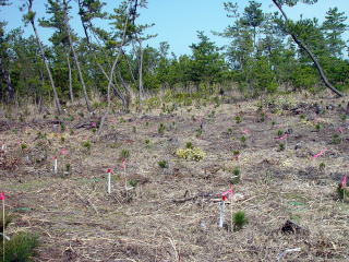 20080302_植樹_宮崎_試験地