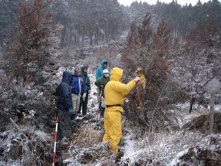 20080305_大分指導_スギ樹形誘導