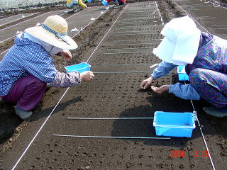 20080325_まきつけ_点まき